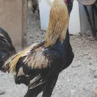 خروس لاری اصیل