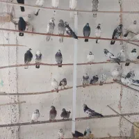 کبوتر.پرشی