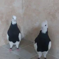 کبوتر|پرنده|عسلویه, |دیوار