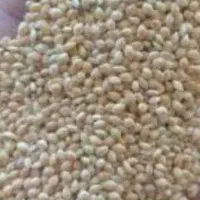 ارزن محلی درشت و مرغوب