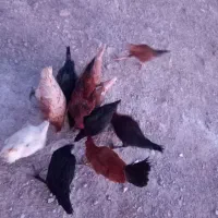 مرغ و خروس