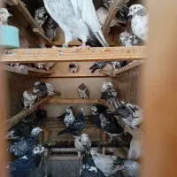 کبوتر پرشی
