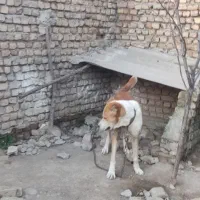 سگ ه|سگ|گرگان, |دیوار