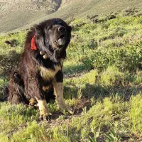 سگ گله ای|سگ|گلپایگان, |دیوار