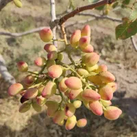 باغ-پسته