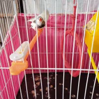 یک جفت فنچ همراه بایک جوجه 15روزه