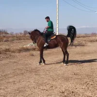 مادیان|اسب و تجهیزات اسب‌سواری|کرج, چمران|دیوار