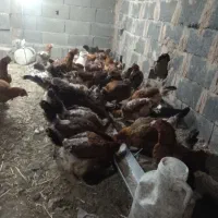 فروش مرغ تخمگذار ردآیلن،گلپایگانی،بومی