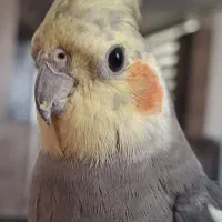 عروس هلندی نر سخنگو