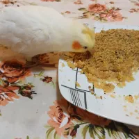 عروس هلندی گم شده امروز