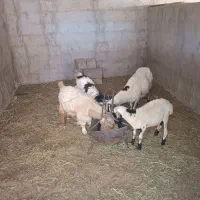 میش بره وکره نر