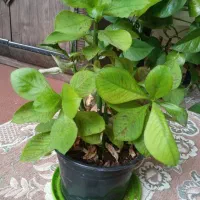گل ها نو|گل و گیاه طبیعی|فیروزآباد (فارس), |دیوار