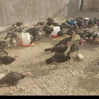 بوقلمون