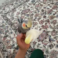 یک جفت عروس هلندی مولد دستی کامل