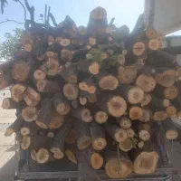 خرید چوب‌و غیره باغی تر و خشک تصفیه باسکول