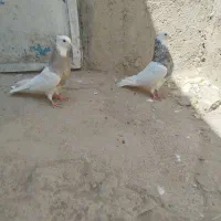 کفتر|پرنده|همدان, |دیوار