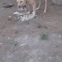 سگ نگهبان|سگ|بناب, |دیوار
