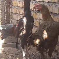 مرغو خروس لاری