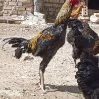 تخم مرغ محلی