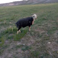 قوچ .میش بره