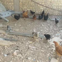 مرغ تخمگذار محلی