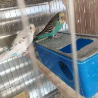 مرغ عشق نر مست مست