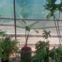 باغبانی،باغچه،گلکاری