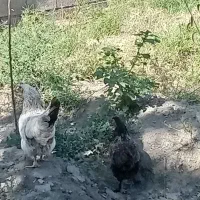 خروس مرندی سیاه با سه عدد مرغ تخم گزار جوان