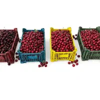 سبددورج سبدتک رج سبد سبد سردخانه سبد درجه یک