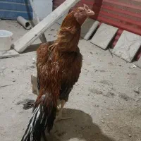 مرغ و خروس لاری