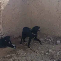 سگ سیا دهن پاک