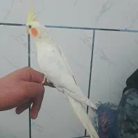 عروس هلندی