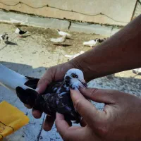 شازده تهرانی