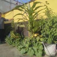 گل های زینتی ،وکاکتوس