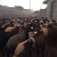 گوسفند زنده جهت گوشت مصرفی و خونریزی و نذری