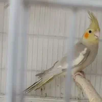 جوجه عروس هلندی زیبا