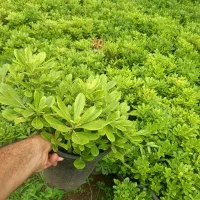گل و گیاه پیتسپروم