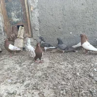 سینه ای|پرنده|کرباسک, |دیوار