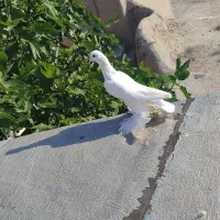 بنشان للهلی ماده