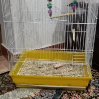 قفس ۶۰ در ۴۰ بزرگ برای عروس هلندی و ملنگو