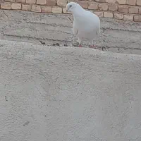 کبوتر