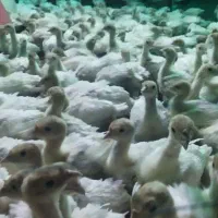 جوجه بوقلمون بیوتی