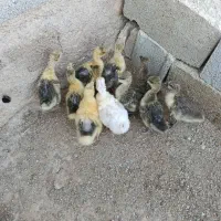 جوجه قوغاز و غاز هیکلی