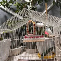 فروش سه عدد مرغ عشق