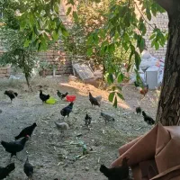 مرغ و خروس ماهه گلین