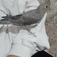 عروس هلندی ماده