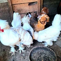 مرغ خروس سلطان  جوجه فرفر محلی