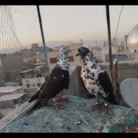 کبوتر پرشی نرو ماده خال قدیم گرفتنی