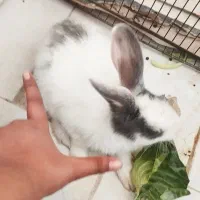 خرگوش بازیگوش