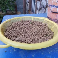 الوک دونه جین تازه